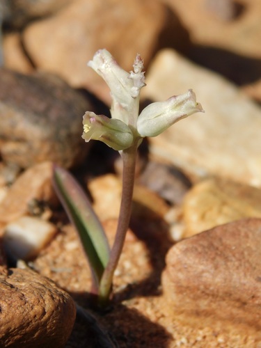 Lachenalia karooica