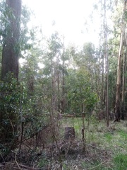 Eucalyptus fastigata