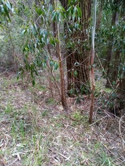 Eucalyptus fastigata