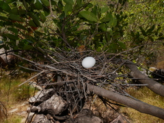 Ptilinopus alligator