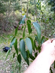 Eucalyptus fastigata
