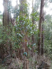 Eucalyptus fastigata