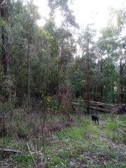 Eucalyptus fastigata