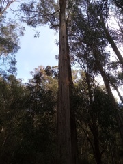 Eucalyptus fastigata
