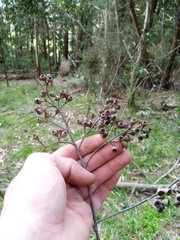 Eucalyptus fastigata