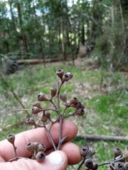 Eucalyptus fastigata