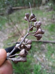 Eucalyptus fastigata