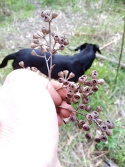 Eucalyptus fastigata