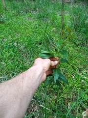 Eucalyptus fastigata