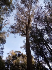 Eucalyptus fastigata