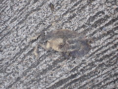 Duttaphrynus melanostictus