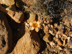 Romulea jugicola