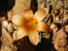 Romulea jugicola
