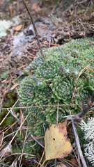 Sempervivum arachnoideum