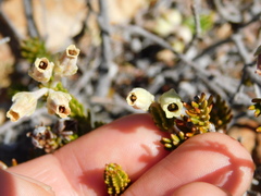 Erica flocciflora