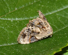 Leucoplema dohertyi