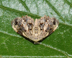 Leucoplema dohertyi