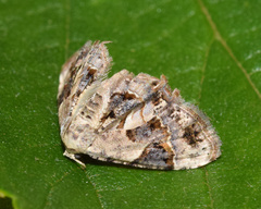 Leucoplema dohertyi