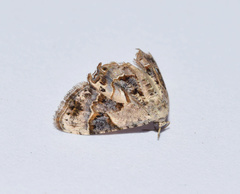 Leucoplema dohertyi