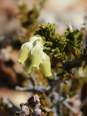 Erica flocciflora