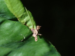 Psychidae