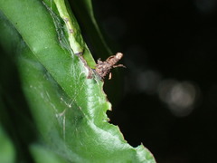 Psychidae