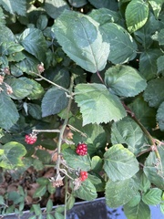 Rubus