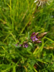 Gentianella amarella