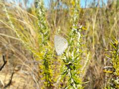 Eicochrysops messapus messapus