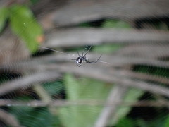 Leucauge argentina