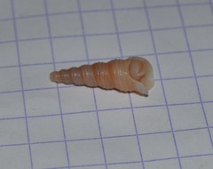 Turritellinella tricarinata