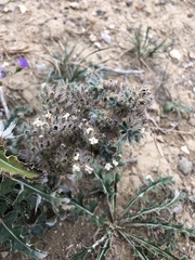 Oreocarya thyrsiflora
