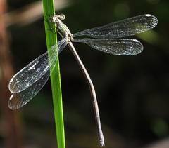 Lestes virgatus