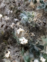 Oreocarya thyrsiflora