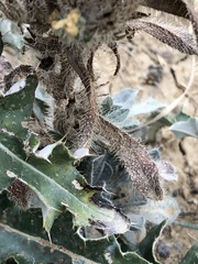 Oreocarya thyrsiflora