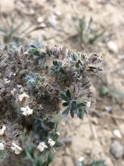 Oreocarya thyrsiflora