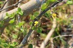 Rhynchosia caribaea