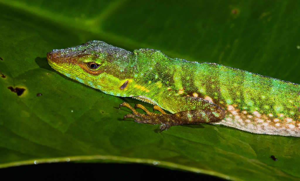 Speckled Anole