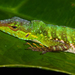 Speckled Anole - Photo (c) David Monroy R, some rights reserved (CC BY-NC), uploaded by David Monroy R