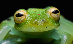 Nymphargus grandisonae