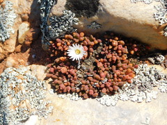 Delosperma esterhuyseniae
