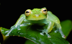 Nymphargus grandisonae