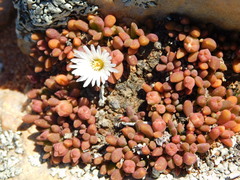 Delosperma esterhuyseniae