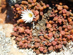 Delosperma esterhuyseniae