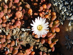 Delosperma esterhuyseniae