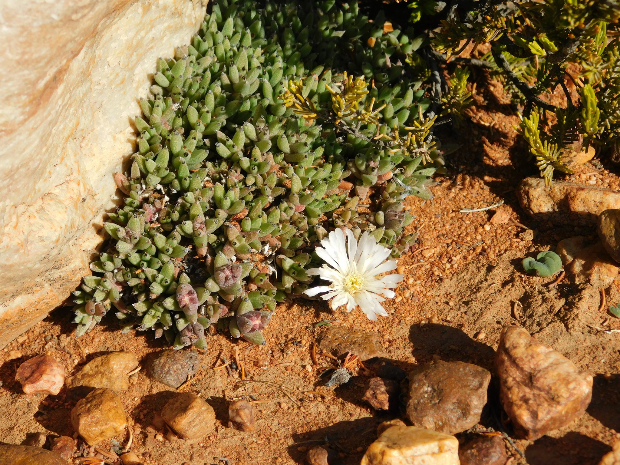 Trichodiadema mirabile (N.E.Br.) Schwantes