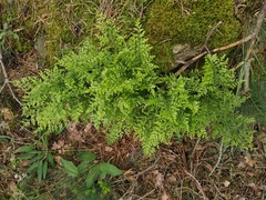 Asplenium cuneifolium
