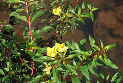 Ludwigia elegans