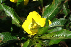 Ludwigia elegans