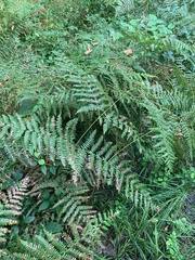 Pteridium pinetorum
